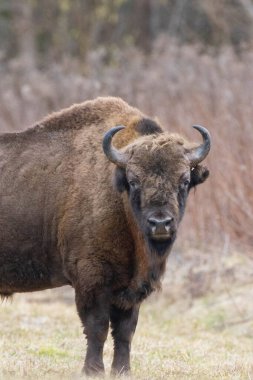 Avrupa Bizonu (Bison bonasus) erkek bahar ormanlarında kameraya bakıyor, Bialowieza Ormanı, Polonya, Avrupa