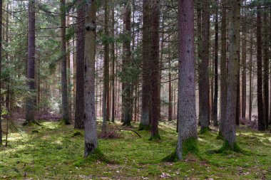 Springtime coniferous forest tree stan in sun with pines and spruces, Bialowieza Forest, Poland, Europe