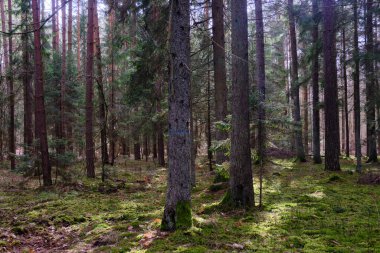 Bahar mevsimi kozalaklı orman ağacı Stan, çam ve çam ağaçları, Bialowieza Ormanı, Polonya, Avrupa