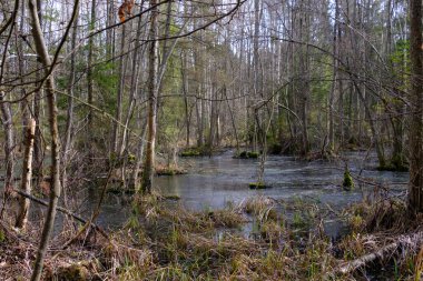 Günbatımında zengin bataklık yaprak döken ormanda ayakta duran su, Bialowieza Ormanı, Polonya, Avrupa