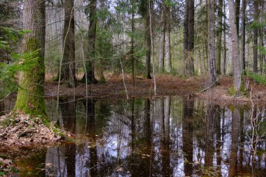 Günbatımında zengin bataklık kozalaklı ormanda ayakta duran su, Bialowieza Ormanı, Polonya, Avrupa