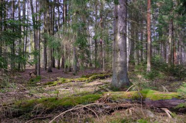 Ön planda ladin olan kozalaklı ağaçlar ve kışın yanında kırılan ağaçlar, Bialowieza Ormanı, Polonya, Avrupa