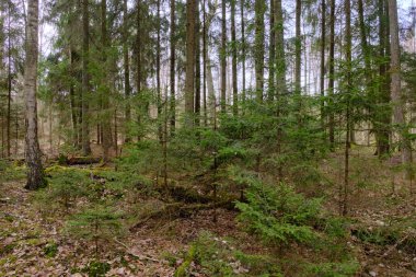 Arka planda ladin olan kozalaklı ağaçlar ve önde uzanan bazı gençler, Bialowieza Ormanı, Polonya, Avrupa