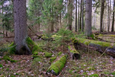 Ön planda ladin olan kozalaklı ağaçlar ve kışın yanında kırılan ağaçlar, Bialowieza Ormanı, Polonya, Avrupa