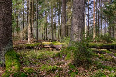 Ön planda ladin olan kozalaklı ağaçlar ve arka planda kırık olanlar, Bialowieza Ormanı, Polonya, Avrupa