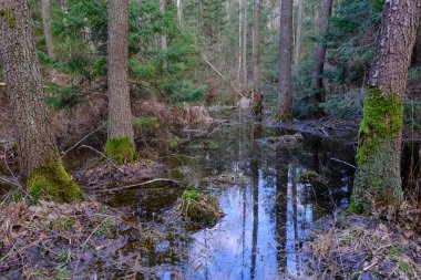Günbatımında zengin bataklık yaprak döken ormanda ayakta duran su, Bialowieza Ormanı, Polonya, Avrupa
