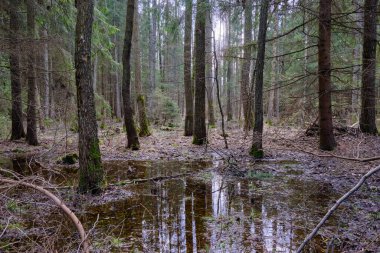 Günbatımında zengin bataklık yaprak döken ormanda ayakta duran su, Bialowieza Ormanı, Polonya, Avrupa