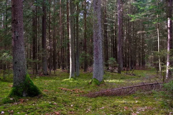 春の針葉樹林 太陽の下で松やスプルース Bialowieza森林 ポーランド ヨーロッパ — ストック写真