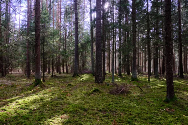 Springtime Coniferous Forest Tree Stan Sun Pines Spruces Bialowieza Forest — Stock Photo, Image