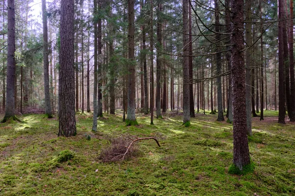 소나무와 가문비나무 폴란드 폴란드 비알로 비에자 번성하는 의나무 — 스톡 사진