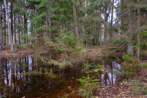 Agua Estancada Rico Bosque Coníferas Pantanosas Atardecer Bosque Bialowieza Polonia — Foto de Stock