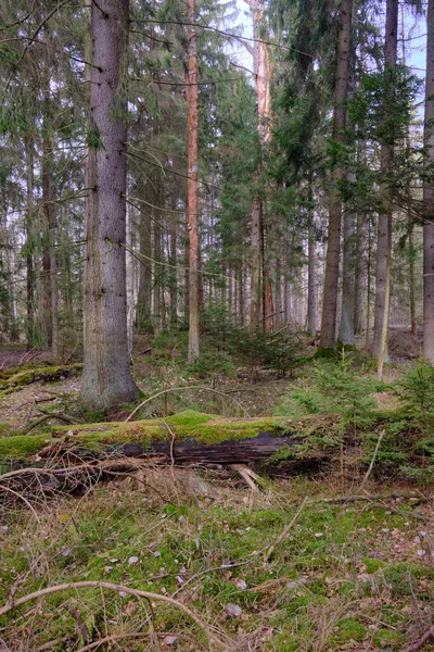 Coniferous Stand Spruce Foreground Some Broken Ones Lying Next Winter — Stock Photo, Image