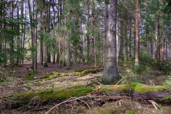 Naaldhout Met Sparren Voorgrond Met Enkele Gebroken Naaldbomen Naast Winter — Stockfoto