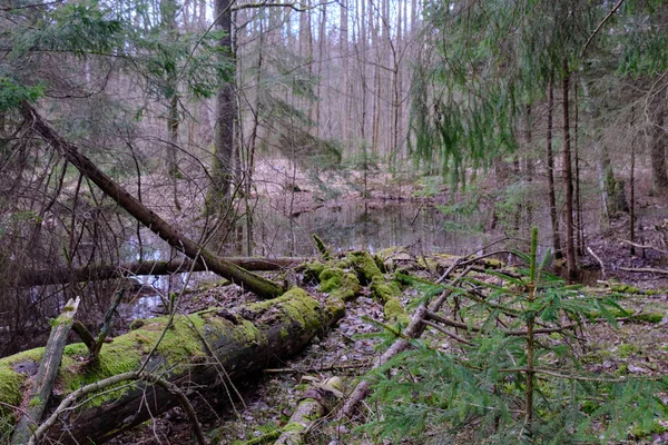 Günbatımında Zengin Bataklık Kozalaklı Ormanda Ayakta Duran Bialowieza Ormanı Polonya — Stok fotoğraf