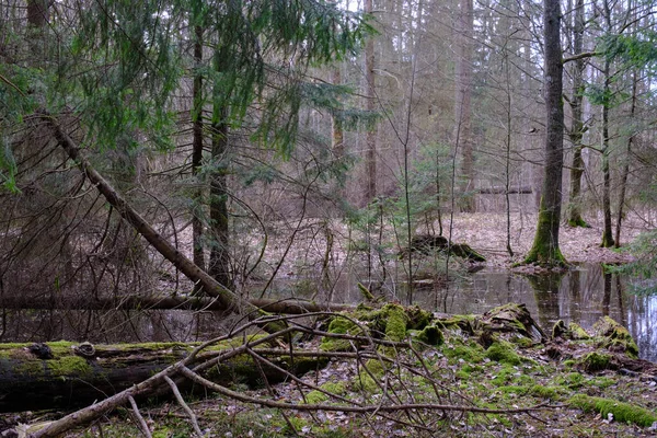 Stojąca Woda Bogatym Bagnistym Lesie Iglastym Zachodzie Słońca Puszcza Białowieska — Zdjęcie stockowe