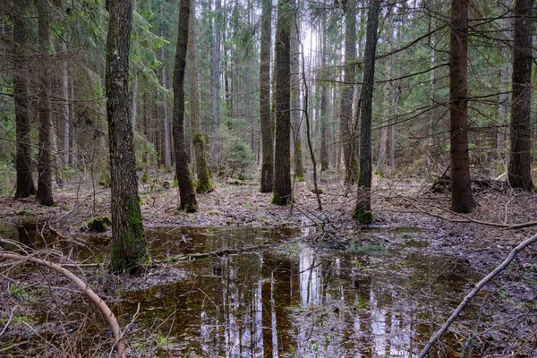 Stojąca Woda Bogatym Bagnistym Lesie Liściastym Zachodzie Słońca Puszcza Białowieska — Zdjęcie stockowe