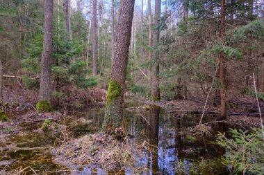 Günbatımında zengin bataklık yaprak döken ormanda ayakta duran su, Bialowieza Ormanı, Polonya, Avrupa
