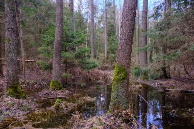 Günbatımında zengin bataklık yaprak döken ormanda ayakta duran su, Bialowieza Ormanı, Polonya, Avrupa