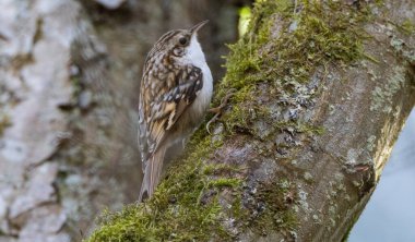 İlkbaharda kabarık arka planlı yosunlu ağaçlara (Certhia cip) aşina olan, Polonya, Avrupa, Bialowieza Ormanı, Bialowieza Ormanı,