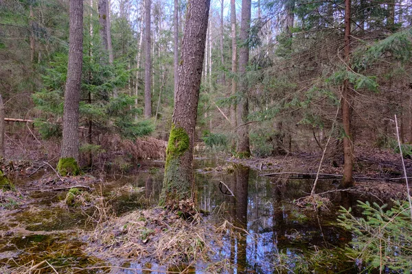 Staande Water Rijk Moerassig Loofbos Bij Zonsondergang Bialowieza Forest Polen — Stockfoto