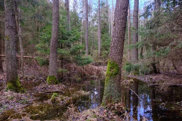 Eau Stagnante Dans Une Riche Forêt Feuillus Marécageuse Coucher Soleil — Photo