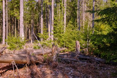 İlkbahar ortasında, kozalaklı ormanda, Bialowieza Ormanı 'nda, Polonyalılarda ve Avrupa' da güneşle aydınlanan genç Norveç çayırları.