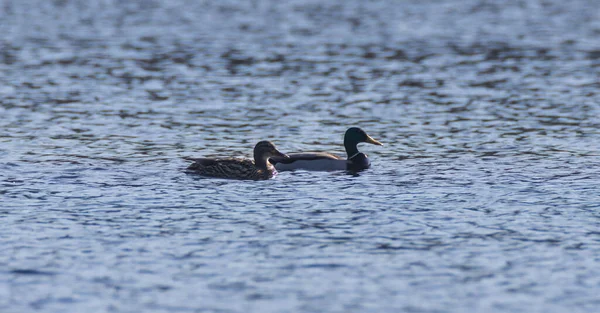 Stock image Mallard  (Anas platyrhynchos) couple against calmy shiny water in summer, Podlasie Region, Poland, Europe