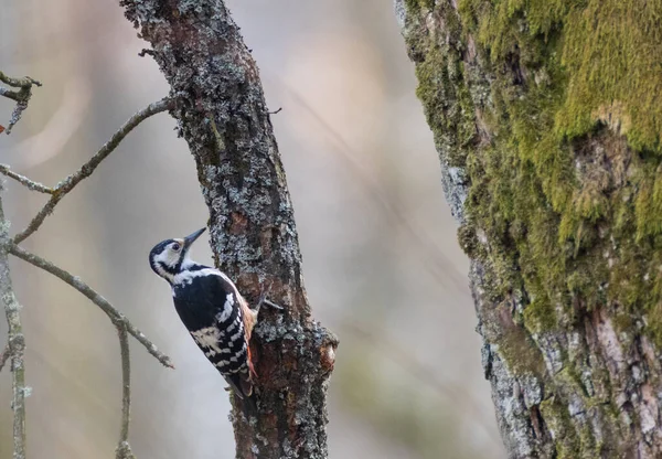 White Backed Woodpecker Dendrocopos Leucotos Springtime Blurry Background Bialowieza Forest — Stock Photo, Image