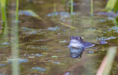 Moor Frog (Rana arvalis) kameraya, Bialowieza ormanına, Polonya 'ya ve Avrupa' ya bakarak suyun üzerinde ilerliyor