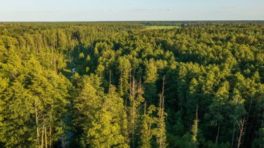 Bialowieza Ormanı 'nın Polonya bölümü Haynowka hava manzarası, Podlaskie Voyvodeship, Polonya ve Avrupa