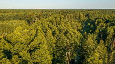 Bialowieza Ormanı 'nın Polonya bölümü Haynowka hava manzarası, Podlaskie Voyvodeship, Polonya ve Avrupa