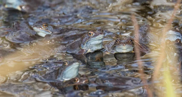 Moor Frogs Rana Arvalis Cabeça Sobre Água Olhando Para Câmera — Fotografia de Stock