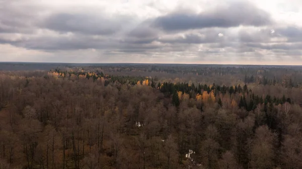 Polská Část Lesa Bialowieza Jižně Hajnowky Vzdáleným Výhledem Řeku Podlaskie — Stock fotografie