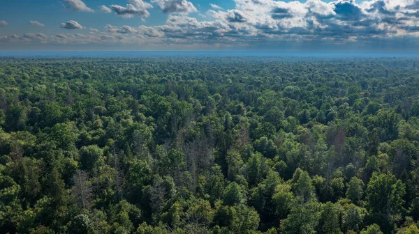 Polnischer Teil Des Bialowieza Waldes Östlich Von Hajnowka Luftaufnahme Mit lizenzfreie Stockbilder
