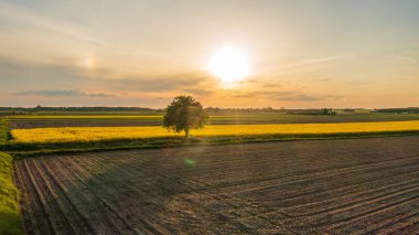 Hava, Podlasie Voyvoda, Polonya ve Avrupa 'dan ağaç manzaralı sarı tecavüz sahası