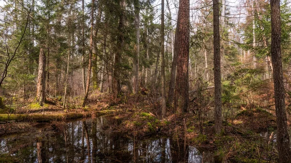 Swapy Forest Stand Broken Trees Standing Water Bialowieza Forest Poland — Foto de Stock