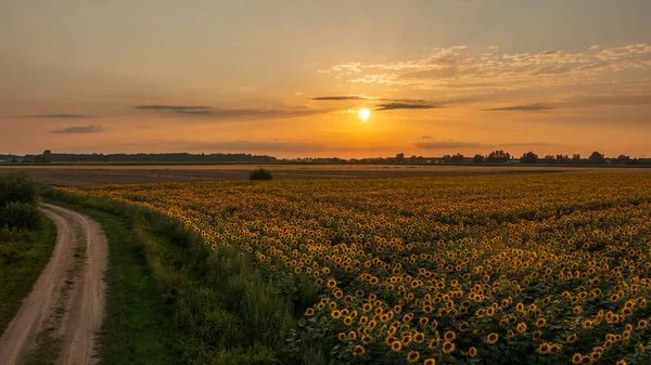 Ηλιοτρόπιο Πεδίο Καλοκαίρι Φως Ηλιοβασίλεμα Podlaskie Voivodeship Πολωνία Ευρώπη — Φωτογραφία Αρχείου