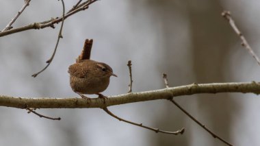 İlkbaharda, Bialowieza Ormanı, Polonya ve Avrupa 'da, Avrasya çalıkuşu (Troglodit trogloditleri) kapanır.