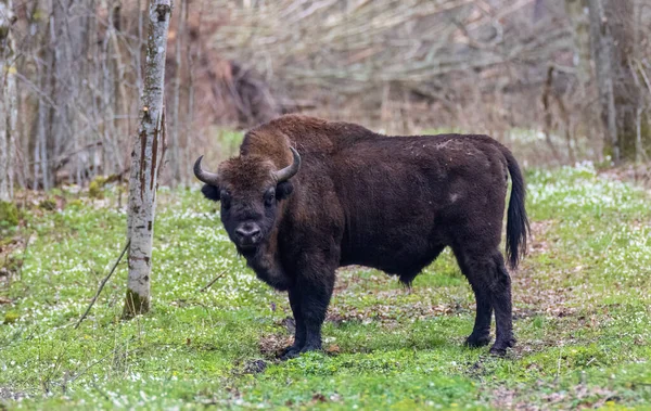 stock image European Bison(Bison bonasus) male  in springtime forest looking at camera, Bialowieza Forest, Poland, Europe