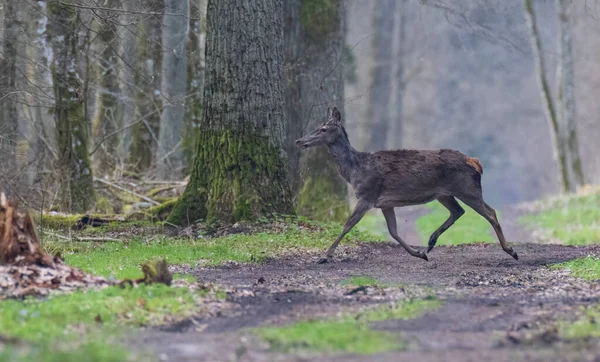 Ciervo Rojo Cervus Elaphus Hembra Caminata Primaveral Bosque Bialowieza Polonia — Foto de Stock
