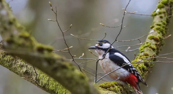 Great Spotted Woodpecker Dendrocopos Major Looking Camera Sitting Mossy Branch — Stock Photo, Image