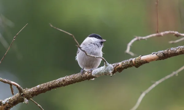 Willow Tit Poecile Montanus Closeup Wintertime Sitting Branch Bialowieza Forest — Photo