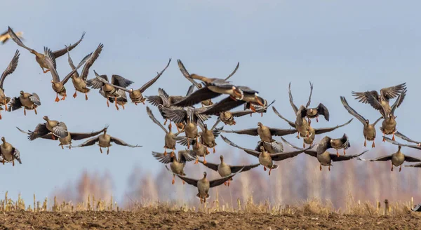 Flock Greater White Fronted Goosetakes Flight Blue Sky Podlaskie Voivodeship — Stock Photo, Image
