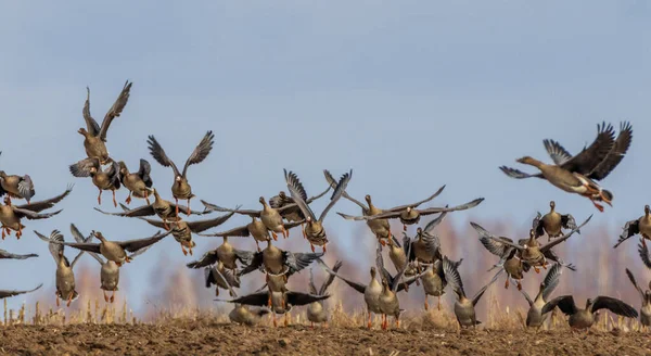 Flock Greater White Fronted Goosetakes Flight Blue Sky Podlaskie Voivodeship — Stock Photo, Image