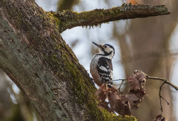 White Backed Woodpecker Dendrocopos Leucotos Springtime Blurry Background Bialowieza Forest — Stock Photo, Image