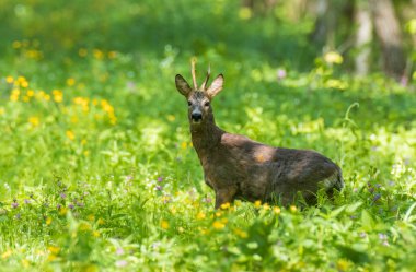 Roe Deer (Capreolus capreolus) erkek, bahar ormanı Podlaskie Voyvodeship, Polonya, Avrupa 'da kameraya bakıyor