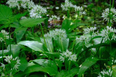 Bahar mevsimi yaprak döken ormanlarda çiçek açan Ramsonlar Bialowieza Ormanı, Polonya, Avrupa