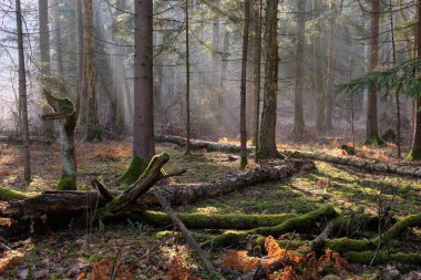 Sunbeam entering mixed forest stand in morning, Bialowieza Forest, Poland, Europe clipart