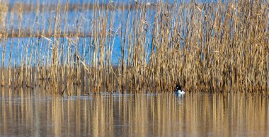 Tek Ortak Altın Göz (Bucephala clurla) erkek, su, Bialowieza ormanı, Polonya, Avrupa