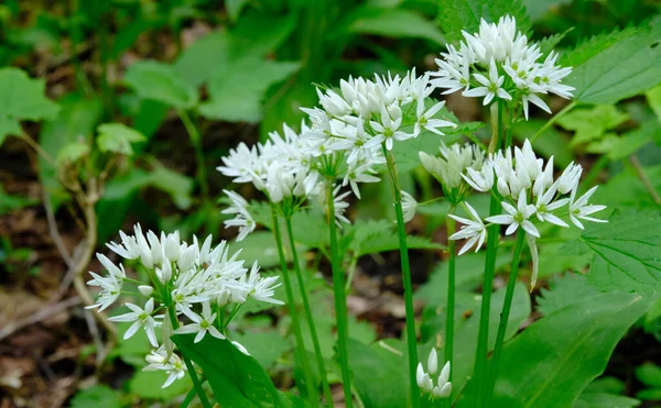 Bahar mevsimi yaprak döken ormanlarda çiçek açan Ramsonlar Bialowieza Ormanı, Polonya, Avrupa